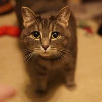 Profile picture placeholder